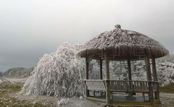 2023-2024武隆仙女山下雪了么？2023年11月仙女山初雪雪景