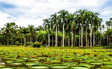 西双版纳旅游：勐伦热带植物园