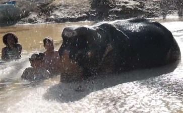 普吉岛旅游：大象保护营大象洗澡