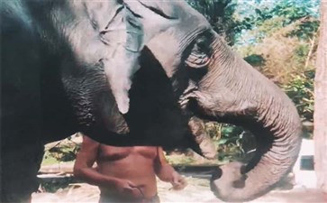 普吉岛旅游：大象保护营大象喂食