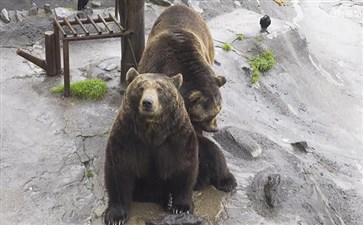 日本北海道旅游：登别昭和新山熊牧场