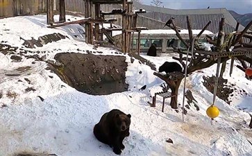 日本北海道旅游：登别昭和新山熊牧场雪景