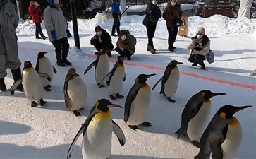 日本北海道旅游：旭川动物园企鹅巡游