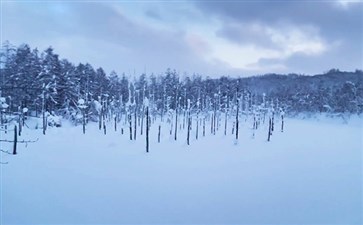 日本北海道旅游：美瑛青池雪景