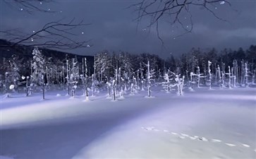 日本北海道旅游：美瑛青池雪景