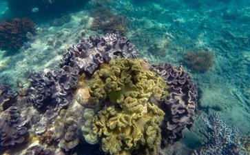 澳大利亚旅游：凯恩斯大堡礁摩尔外堡礁
