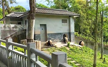 重庆冬令营：雅安中国大熊猫保护研究基地