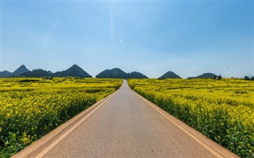 云南罗平金鸡峰油菜花