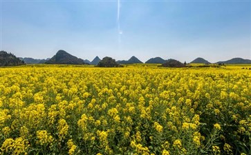 云南罗平金鸡峰油菜花