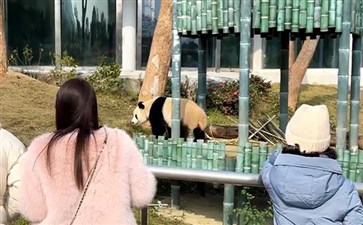 岳阳中华大熊猫苑