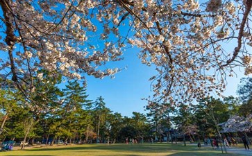 日本旅游：奈良公园樱花
