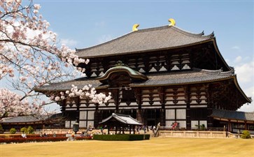 日本旅游：奈良公园东大寺樱花