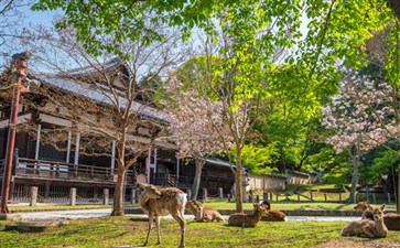 日本旅游：奈良公园东大寺樱花与鹿群