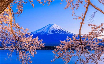 日本旅游：富士山河口湖樱花