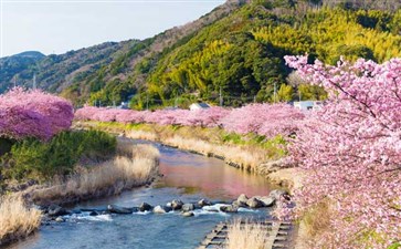 日本旅游：伊豆河津早樱