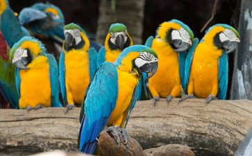 南美洲旅游：巴西伊瓜苏鸟园