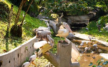 南美洲旅游：巴西伊瓜苏鸟园