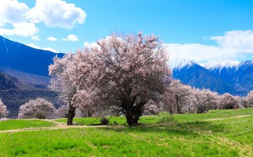 西藏林芝桃花节旅游-西藏旅游景点林芝桃花沟