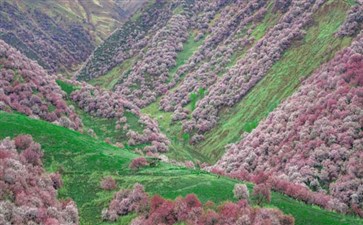 新疆旅游专列：伊犁吐尔根杏花沟