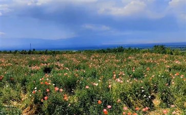 新疆旅游专列：伊犁天山花海景区