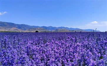 新疆旅游专列：伊犁天山花海景区