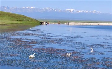 新疆旅游专列：伊犁巴音布鲁克天鹅湖