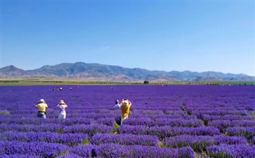 新疆专列旅游：伊犁薰衣草庄园