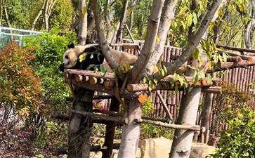 四川成都大熊猫繁育研究基地