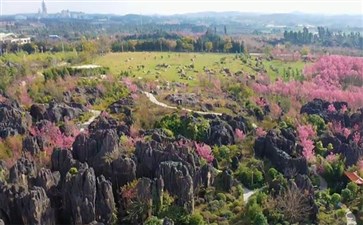 云南旅游红河州环线：昆明杏林大观园