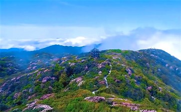 金佛山高山杜鹃