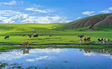 夕阳红旅游：内蒙古呼伦贝尔大草原