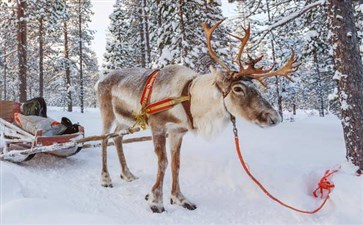 拉普兰驯鹿拉雪橇