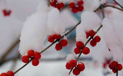 重庆周边旅游_冬季重庆周边黄水石柱千野草场二日玩雪游<散客重庆周边二日游线路：欣赏千野草场雪中火棘景色，玩转大风堡滑雪场！>