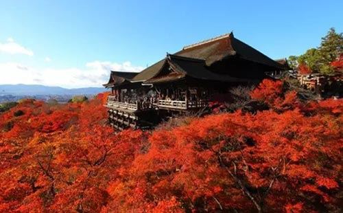 重庆出发到东南亚旅游_日本本州6日旅游[经典赏枫·东京+富士山+京都+奈良+大阪]<秋季日本旅游赏枫线路，双古都：京都+奈良，三大赏枫景点：富士山+清水寺+上野公园>