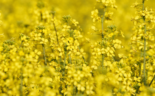 2015潼南油菜花开了 重庆潼南油菜花节赏花一日游