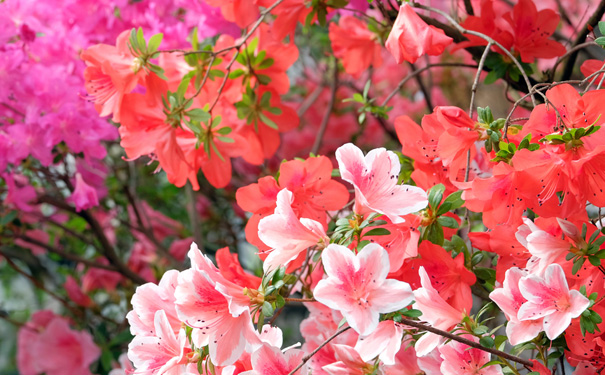 重庆出发赏花旅游_成都新津花舞人间、黄龙溪古镇汽车二日游<重庆周边二日游，新津花舞人间四季赏花：春看杜鹃映山红，夏赏荷花幽香随，秋觅芳菊满山野，冬赏红叶染层林！>