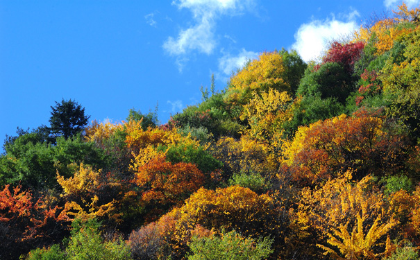 重庆到四川旅游_耿达卧龙彩林+都江堰古城二日游(重庆出发四川红叶游)<醉美金秋，五彩卧龙！11月卧龙彩色森林海洋，绚丽的色彩王国；品味都江堰古城生活>