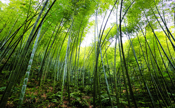 重庆周边旅游_泸州老窖、蜀南竹海、张坝桂圆林二日游【林中漫步】<重庆出发，游3大国家4A级景区，享受林中漫步悠闲时光！>