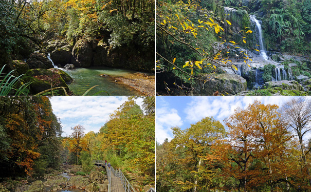 重庆到四川旅游_龙苍沟森林公园、烟雨柳江双汽二日跟团游<龙苍沟国家森林公园，春可赏杜鹃，夏可避暑，秋可观红叶！>