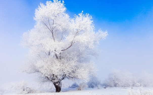 重庆到中国雪乡旅游_[特价]冬天重庆到东北哈尔滨+亚布力+雪乡+虎峰岭双飞5日旅游<冬天东北旅游线路报价已出欢迎预定,全程0购物,虎峰岭雪岭欣赏+俄罗斯在华后裔家访+亚布力滑雪+雪乡赏雪!>