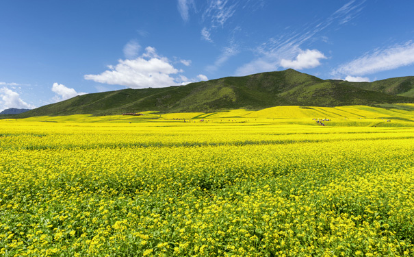 【深度全景】青海湖、茶卡盐湖、祁连门源油菜花火车8日游