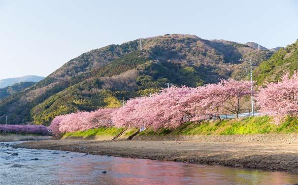 重庆出发到东南亚旅游_重庆到日本六天赏早樱旅游线路[河津樱花+东京自由行]<重庆出发到日本欣赏伊豆河津早樱花，提前60天减800、45天减600、30天减400！东京+横滨+伊豆河津赏樱半自助游>