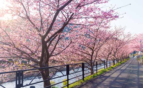 重庆到日本旅游_【早樱预售】日本双古都+河津早樱6日游