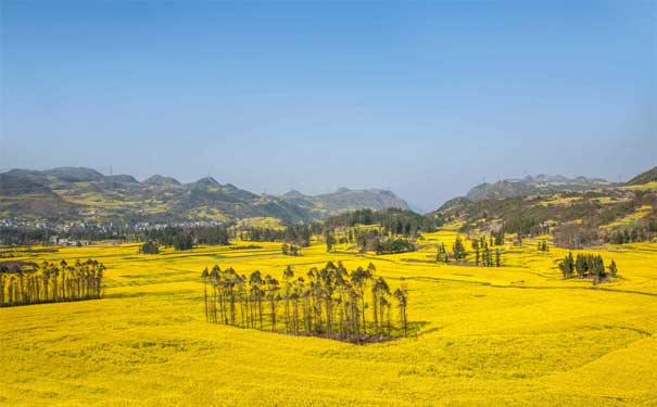 重庆出发春节旅游_(自驾)云南普者黑+抚仙湖+罗平油菜花自驾5日游<2018春节重庆自驾云南旅游线路，赏最美油菜花-罗平油菜花，青丘实景-普者黑，抚仙湖，全程无商业购物安排无隐形消费！>