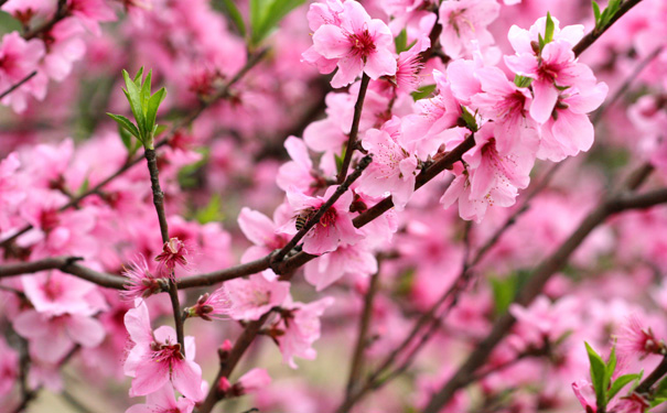 【纯净西藏】布达拉宫、林芝八日游-相约桃花节