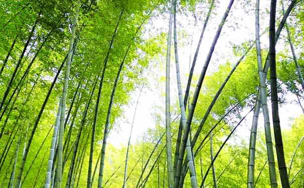 重庆到四川旅游_蜀南竹海轻奢二日游[全笋宴]<蜀南竹海旅游，2天一夜深度游玩，全程0购物0会销，含蜀南竹海住宿+门票！>