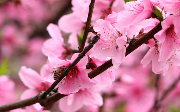 重庆出发主题旅游_2019重庆白市驿走马桃花一日游[赏花纯玩]<2019重庆赏花游价格，白市驿走马桃花+走马古镇一日游！3月18日起发，感受藏在朵朵桃花里的春天！>