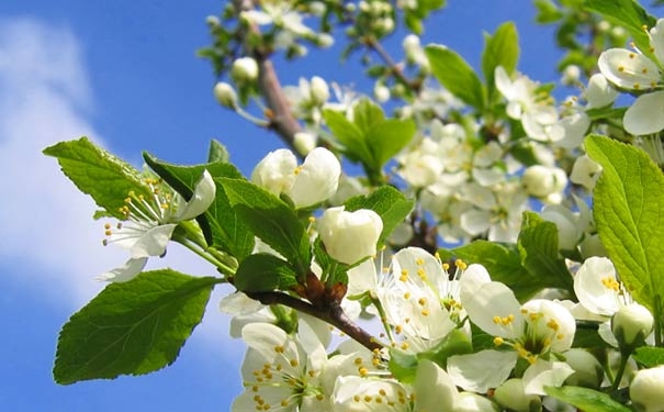 重庆出发国内旅游_重庆到綦江古剑山、永新梨花一日游<3/4月万亩梨花洁白似雪的竞相争放，重庆赏花游一日游线路，感受花的海洋，春日的气息！>