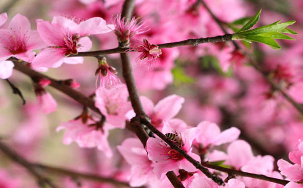 重庆出发赏花旅游_重庆周边合川官渡桃花+涞滩古镇赏花一日游<2022重庆周边一日游，3月春天重庆赏花游，赏合川官渡桃花十里碧桃长廊，逛历史文化古镇！>