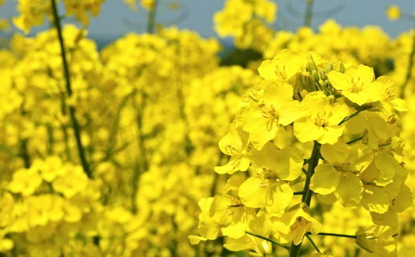 重庆出发赏花旅游_重庆北固三秀油菜花+傩城一日游[重庆赏花一日游]<春季重庆赏花一日游，游览南川北固三秀油菜花，中国道真傩城！赏万亩油菜花田，逛“东方迪士尼”！>